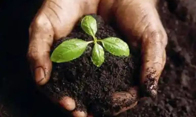 Hands holding biochar-rich soil with a young seedling